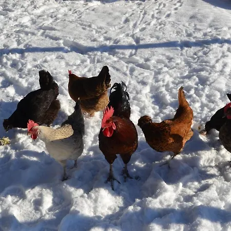Ferien Bei Freunden Im Holzhaus *