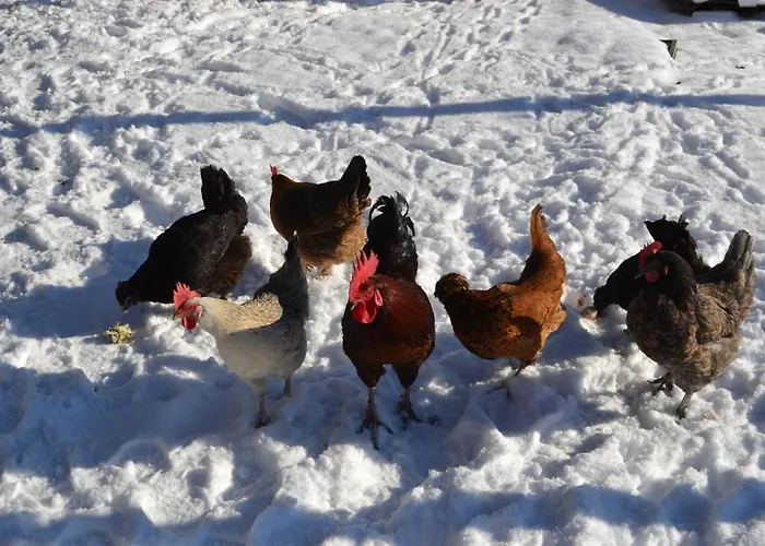 Ferien Bei Freunden Im Holzhaus *